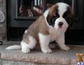 Saint Bernard